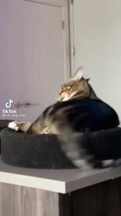 When your catnip is laced with methamphetamines