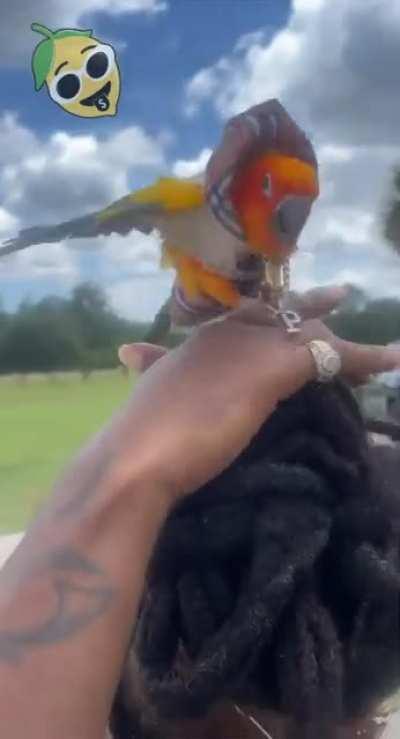 The freshest parrot you’ll ever meet 💰💎