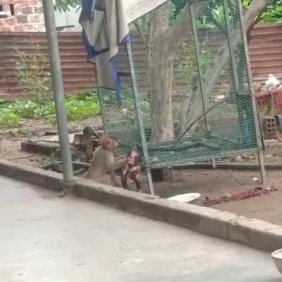 Link park combina com td