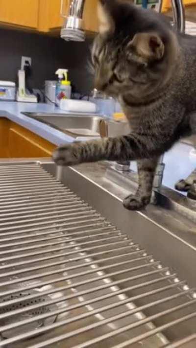 this cat is very touchy