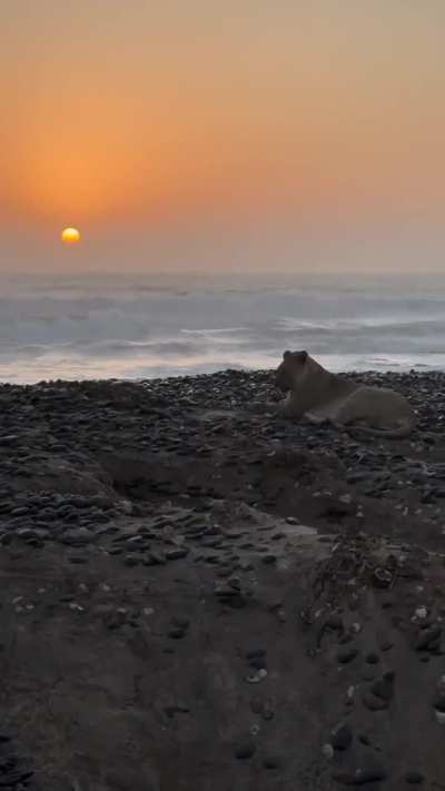 🔥 Gamma, aka the Ocean Queen or Sea Lion, is a desert lioness who has adapted to hunting seals on the desolate Skeleton Coast of Namibia