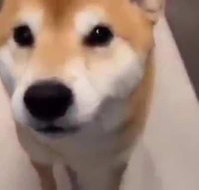 Shib