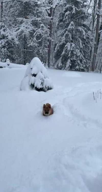 Snowy sheeb zoomies
