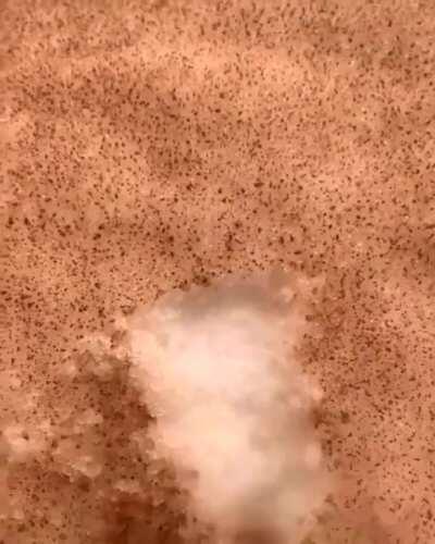 Saharan sand from Africa covering snow in Europe