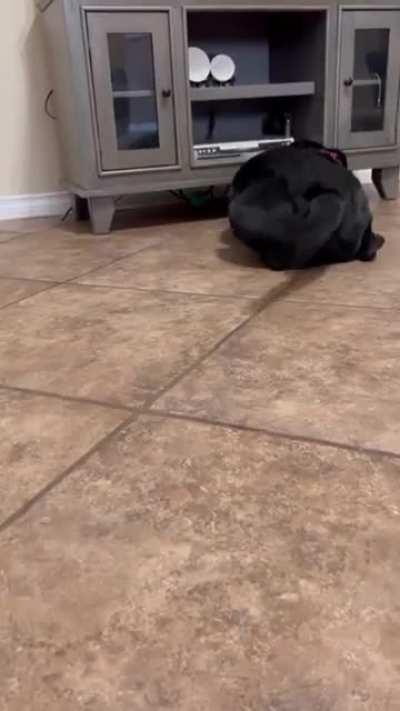 Everyone needs a short friend