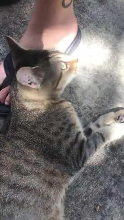 Estella Yellsalot, the very friendly and very loud neighborhood cat.