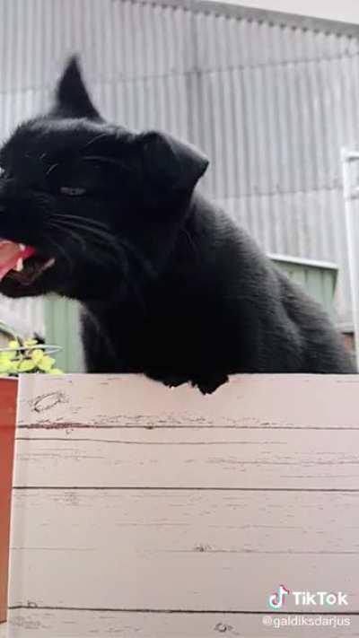 Full tongue extension