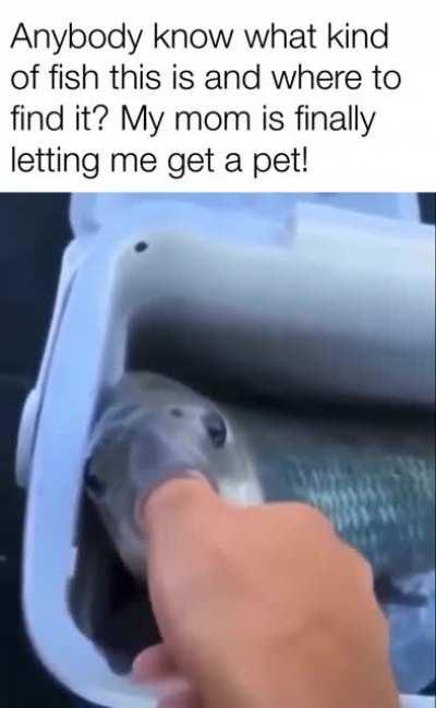 Maybe some type of sucker?