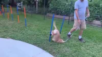 to do an agility course