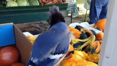 Mordecai eating a tomato without rigby