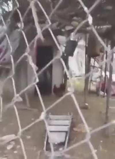 A goat walking on its hind legs leads a hen into a shed