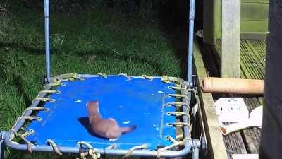 A Stoat on a trampoline.