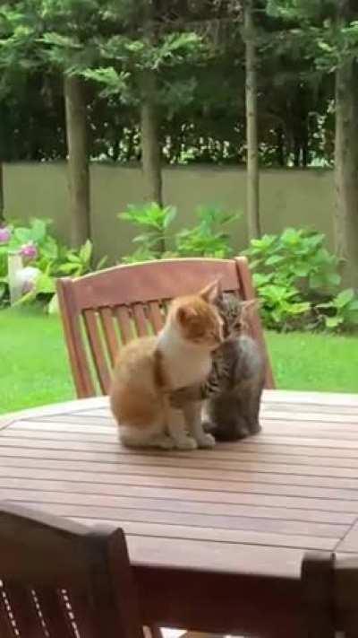 Sometimes all you need is a hug