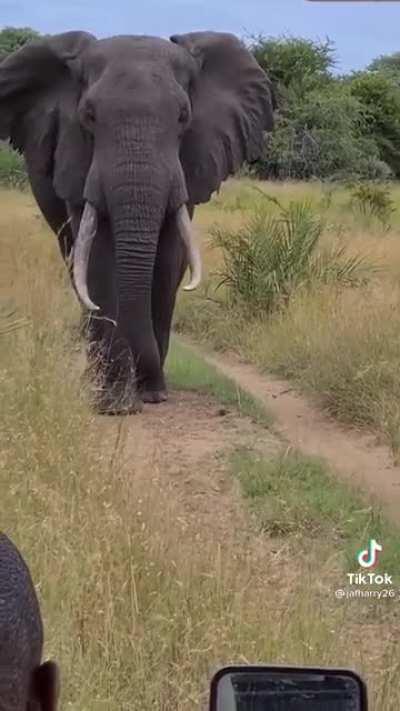 🔥 Elephants truly are majestic creat...