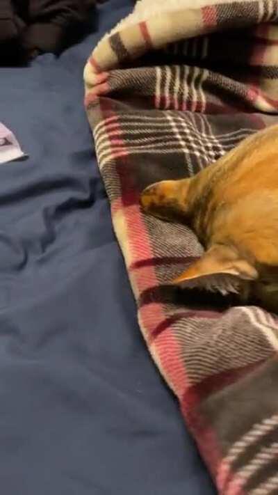 No trace of Mollies face