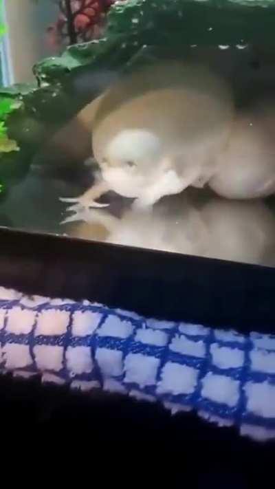 No Idea about this guy