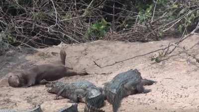 Giant river otter not caring for nearby watchers