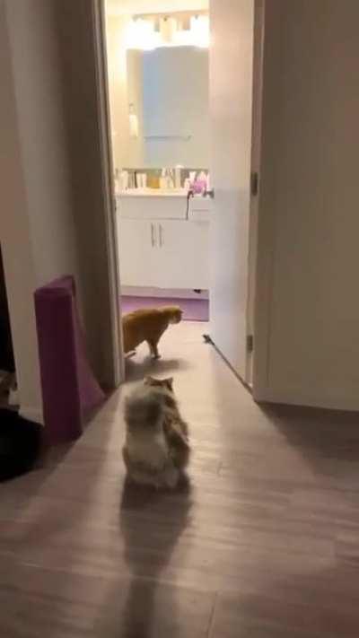 Curious Cats