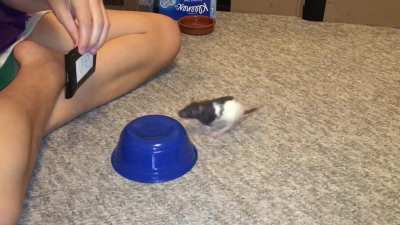 My pet rat Oreo doing her 