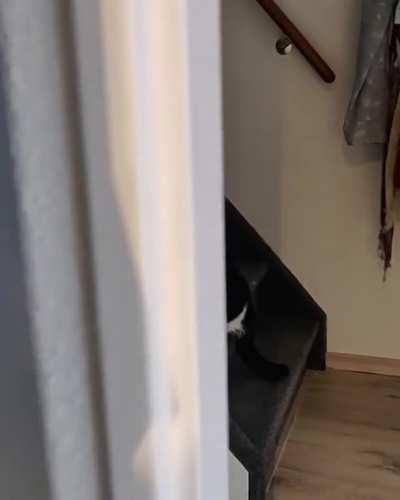 Charlie is back and mighty confused by our game of Peek a Boo