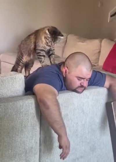 Котэ отрабатывает жилье