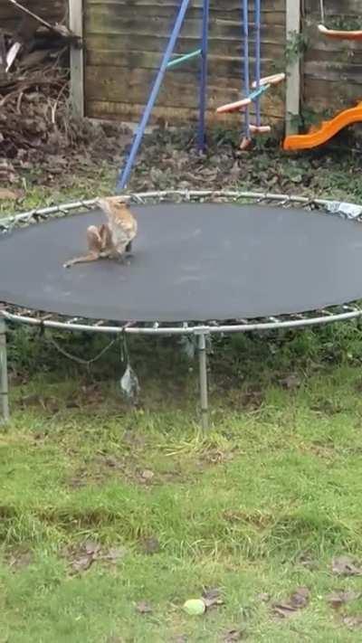 Fox on the trampoline