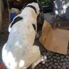 This is how he reacts every time his food arrives in the mail