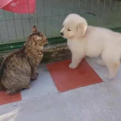 Love at first boop