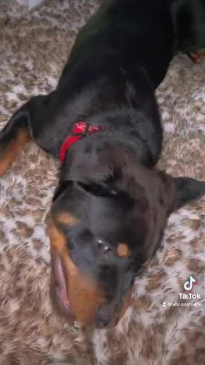 A snappin’ turtle!