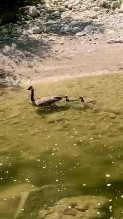 Fish runs into goose and his kids