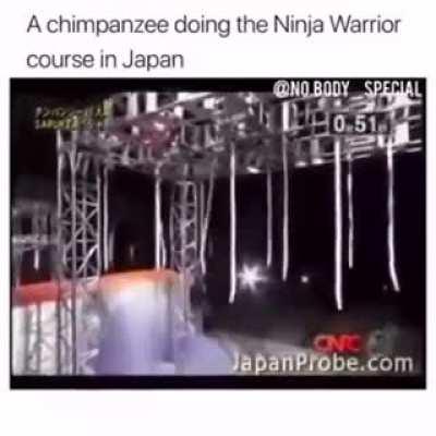Smart chimpanzee doing the ninja warrior course in japan.