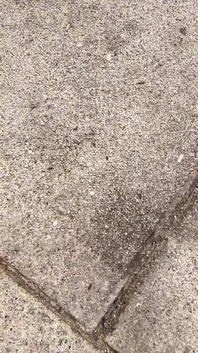 河南郑州地表温度已突破50度，央视一如既往地报道印度又热死了多少人损失了多少，却不会关心中国蝼蚁在高温下能活过几秒🤬