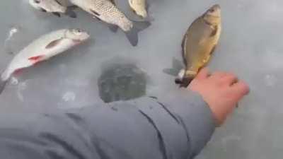 nielegalne zarybienie - infiltracja