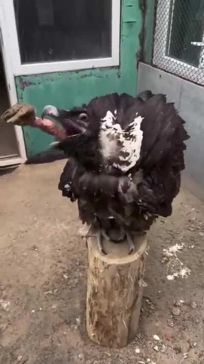 Bearded Vulture, which naturally eats bones as 80-90% of its diet.