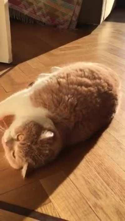 My cat Guus being chonkey