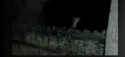 Some weird looking frogs