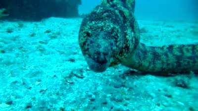 🔥 A curious moray eel inspecting a camera