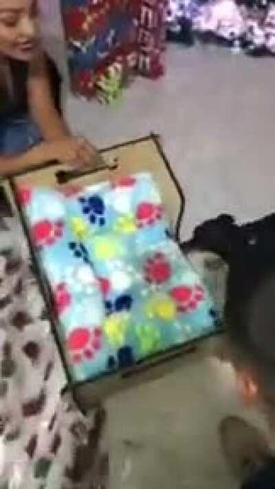 Little dog receives her Christmas present