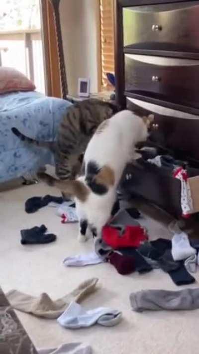 And there's not even any Catnip underneath all that.