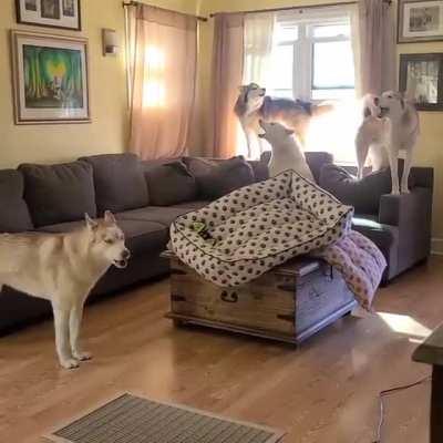 Cleaning the house with some huskies around..