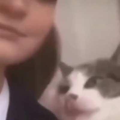 What magical words did the cat whisper?