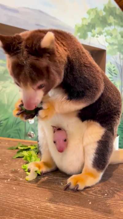 Tree Kangaroo 🦘 and pouch 👝 baby