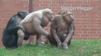 The "Clash" of Hairless Chimps