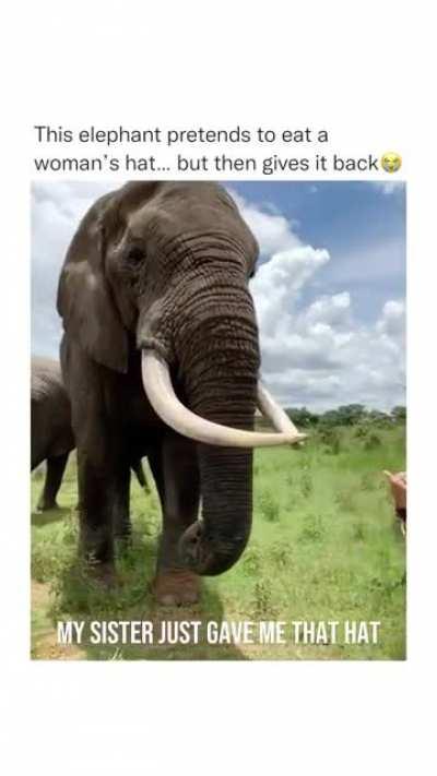 elephants pretends to eat womans hat