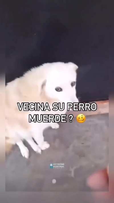 Neighbor, do your dog bites?