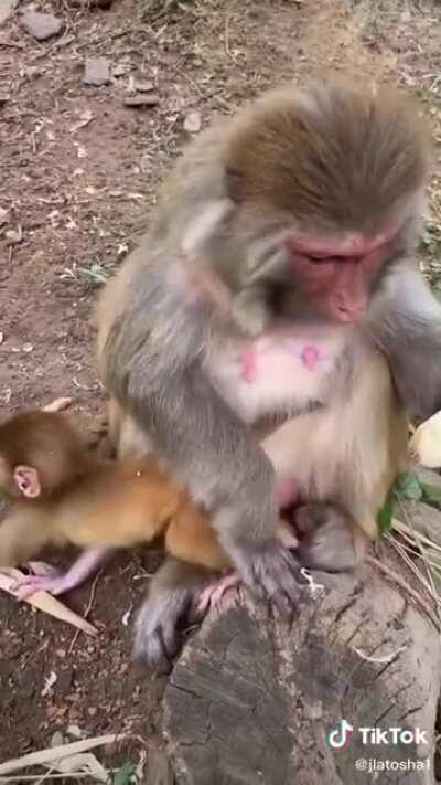 This monkey puts more thought into peeling a banana than I ever would