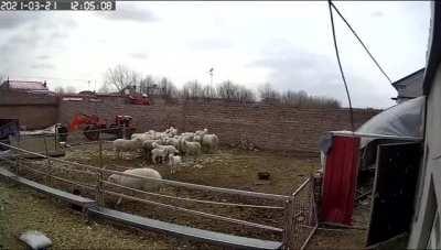 Some of the guys didn’t believe rams were dangerous, so this could’ve been Connor.