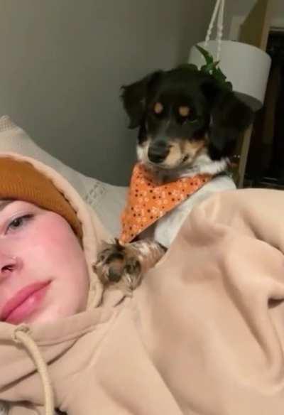 Doggo doesn't take rejection well