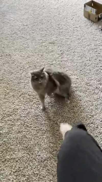 Hooman slaps vs. cat slaps