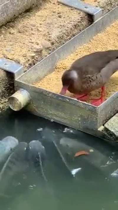 Let's feed the fish!